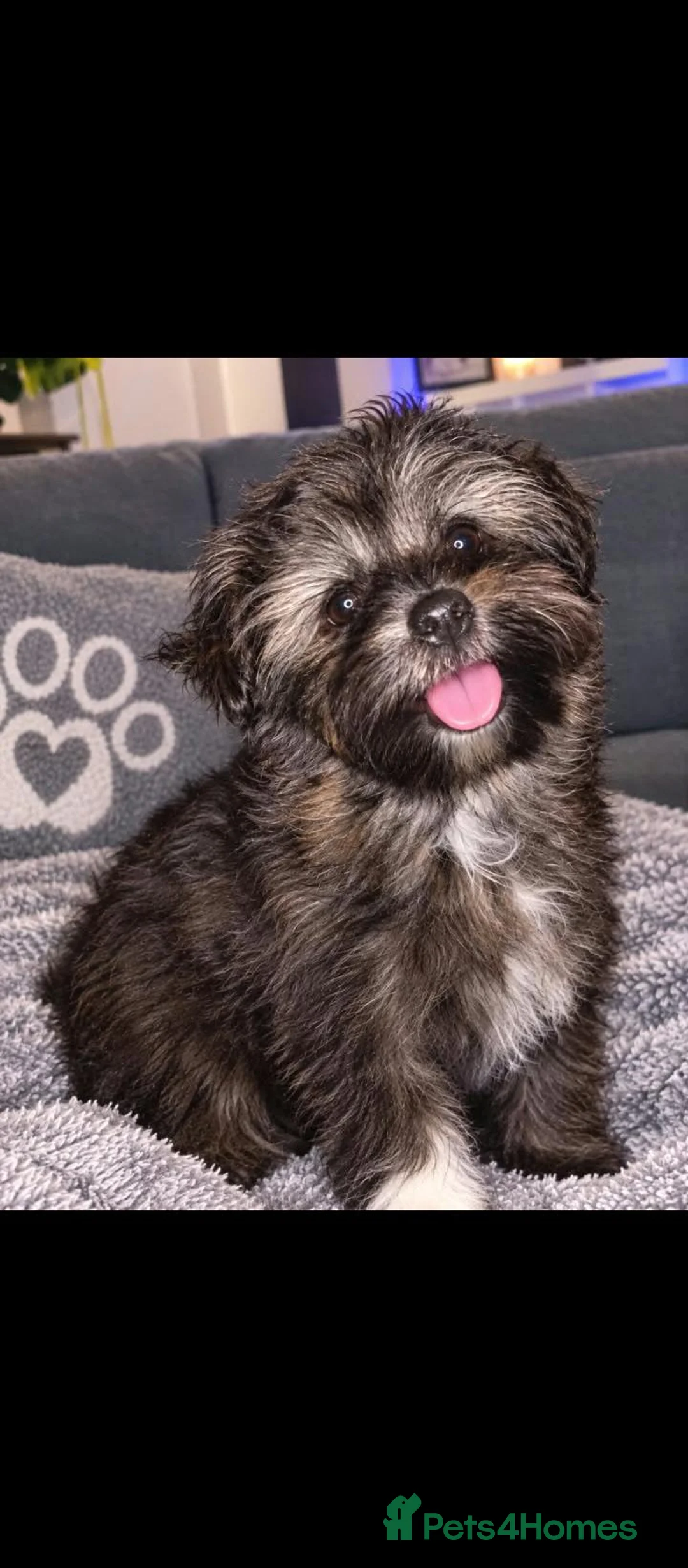 Shorkie dogs for sale: Stunning Shorkie girl - Advert 1