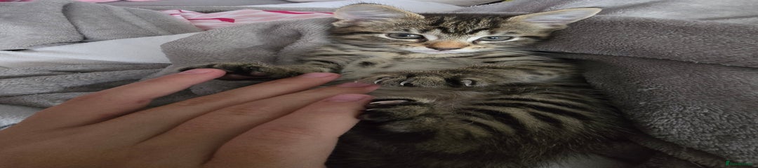Mixed Breed Kitten 4