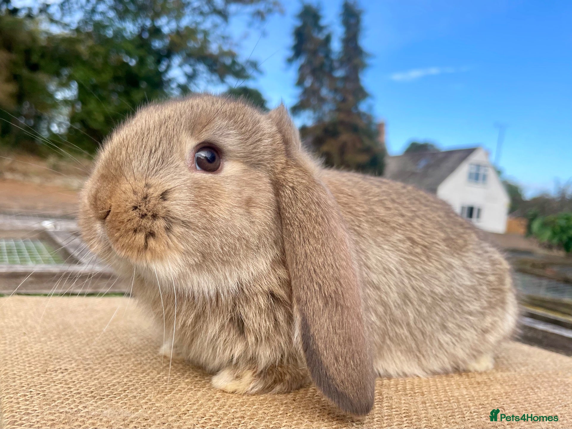 Mini Lop rabbits Mini Lop babies - Advert 22