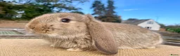 Mini Lop rabbits for sale: Mini Lop babies - Advert 4