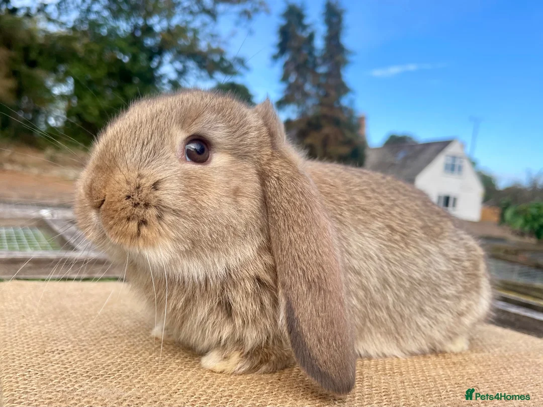 Mini Lop rabbits for sale: Mini Lop babies - Advert 4
