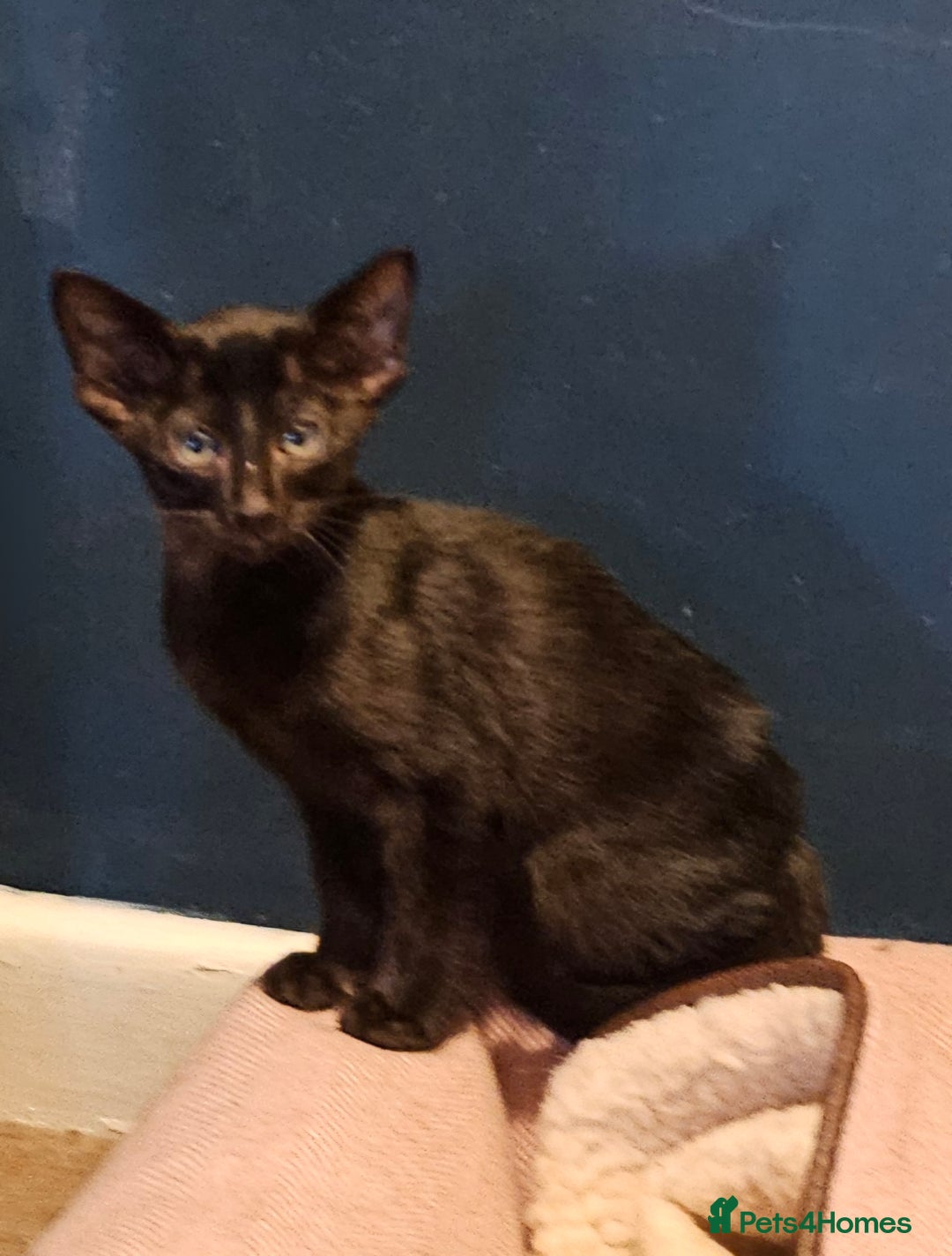 Oriental cats for sale: Black GCCF Oriental Female with Green Eyes - Advert 6