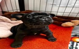French Bulldog dogs for sale: Black Frenchie  French Bulldog puppy  - Image 3