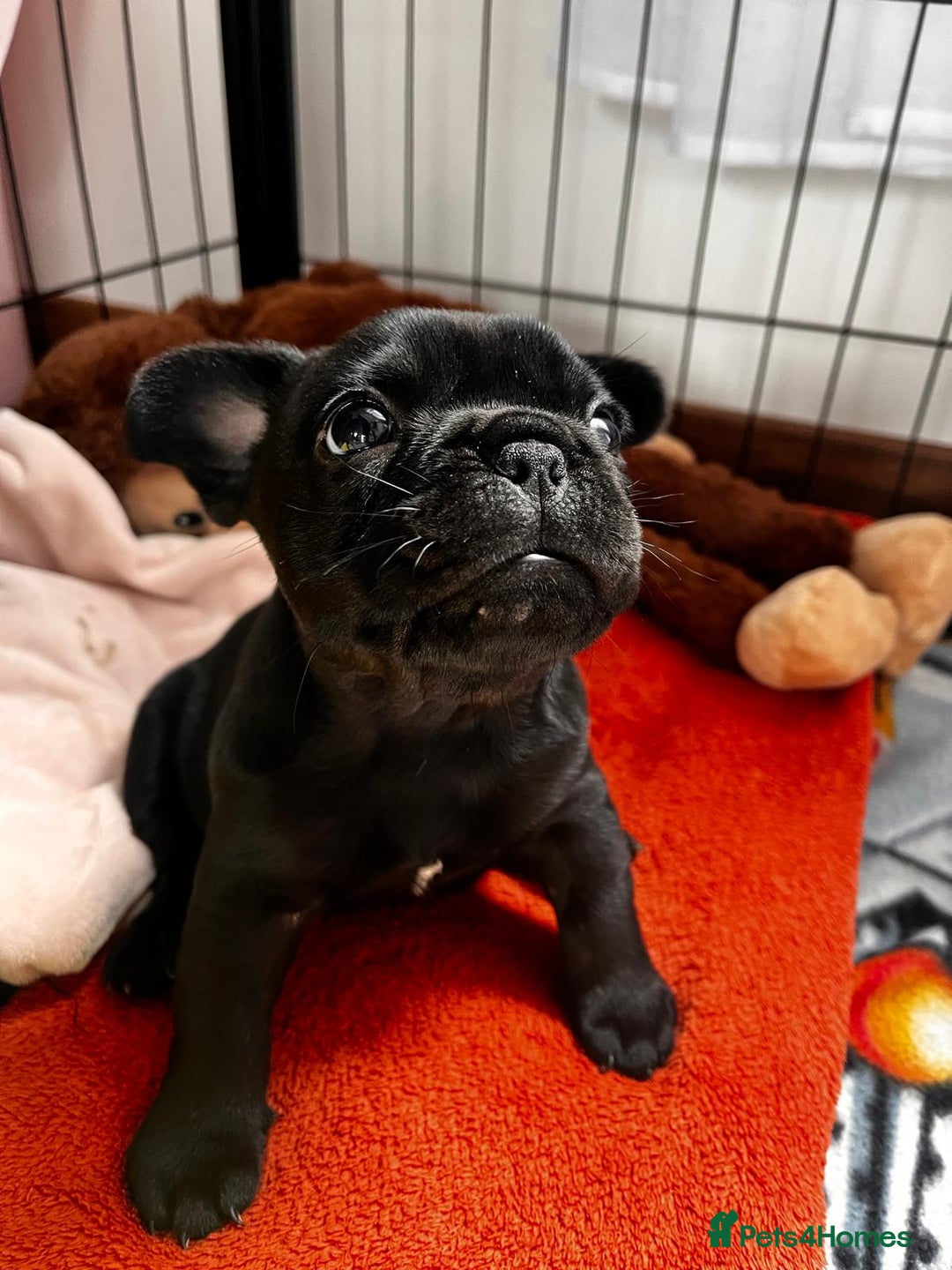 French Bulldog dogs for sale: Black Frenchie  French Bulldog puppy  - Image 3