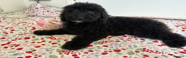 Miniature Poodle Puppy 2
