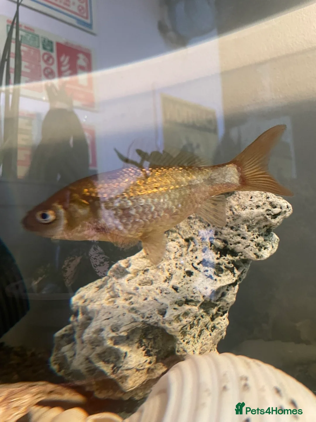 Goldfish fish for sale: 3 gold fish in London - Advert 1