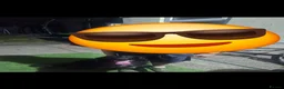 Sprocker dogs for sale: Ccedric  in Wolverhampton - Advert 1