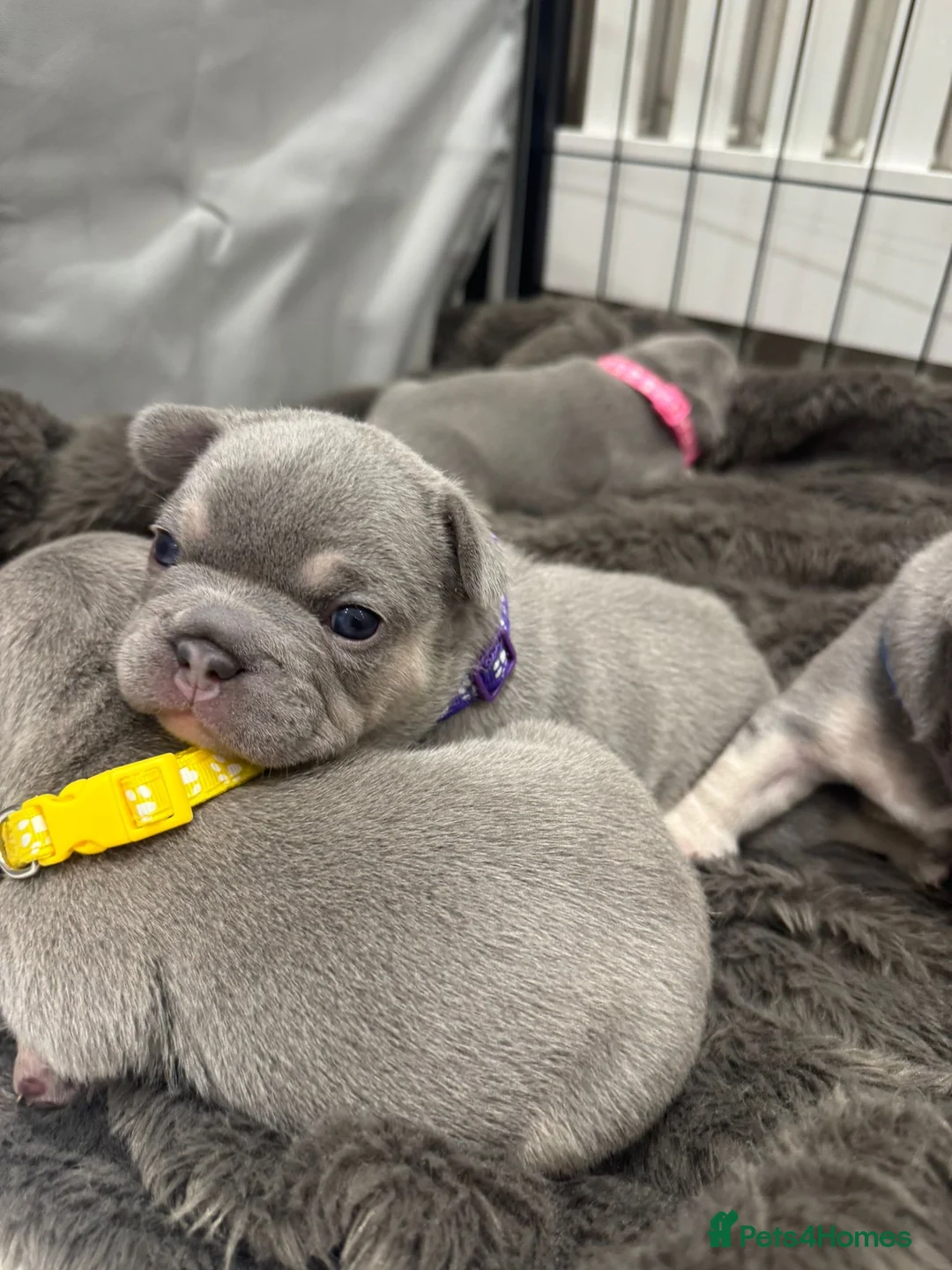 French Bulldog dogs for sale: Lilac & Tan KC Reg French Bulldog puppies  - Advert 5