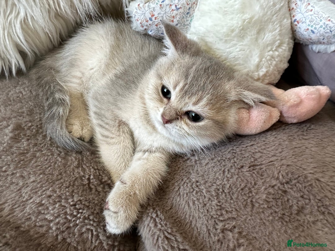 British Shorthair cats for sale: Beautiful Pure British shorthair kittens - Image 7