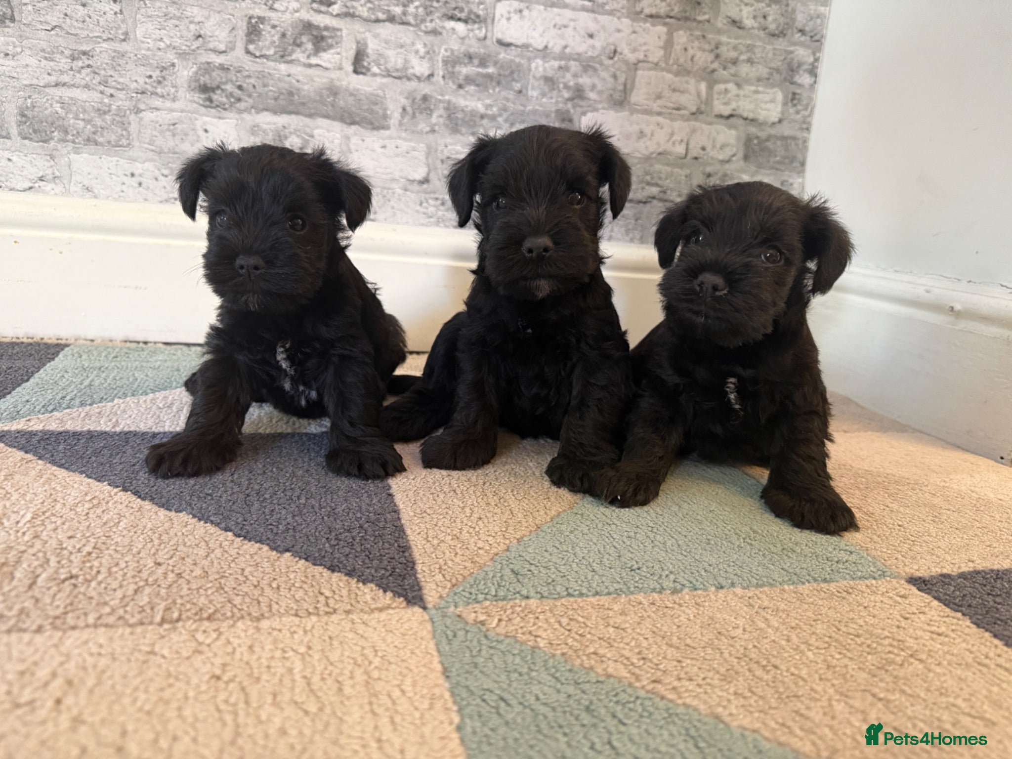 Miniature Schnauzer dogs Beauiful miniature schnauzer puppies available  - Advert 11