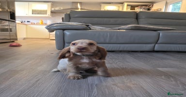 Cocker Spaniel dogs - Advert 12