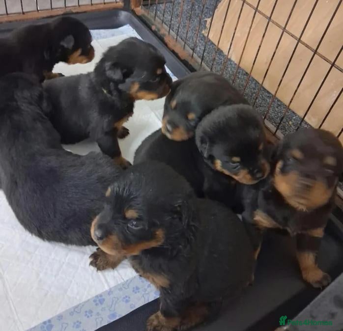 Rottweiler dogs for sale: Powerhouse Rottweiler Puppies–Bold And Impressive - Advert 1