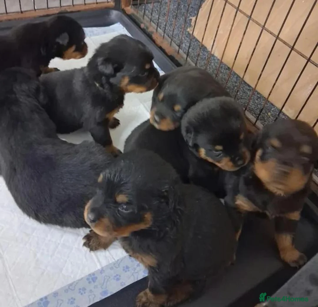 Rottweiler dogs for sale: Powerhouse Rottweiler Puppies–Bold And Impressive in Norwich - Advert 1