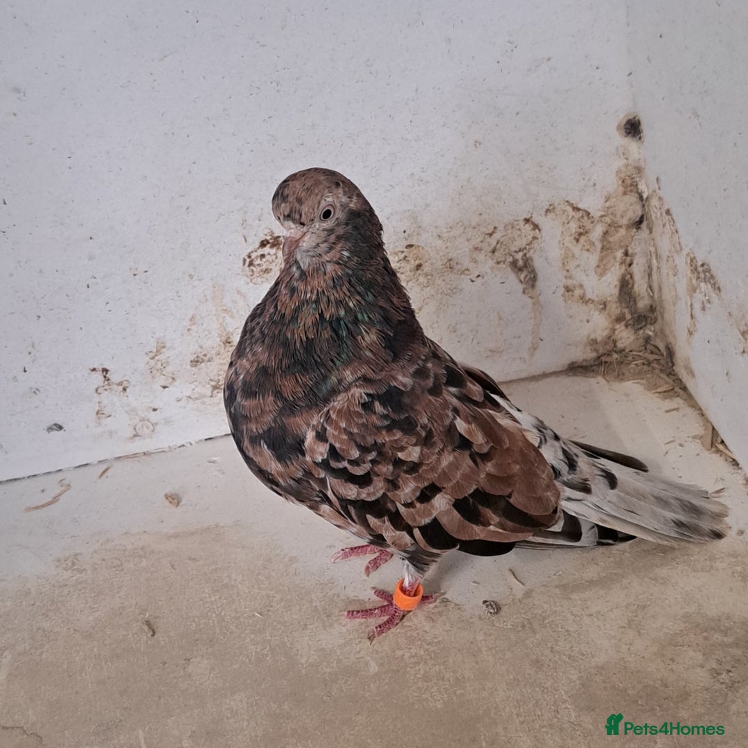 Pigeons birds for sale: 6 pairs of Almond tumblers for sale  - Advert 1