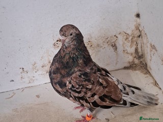 Pigeons birds 6 pairs of Almond tumblers for sale - Advert 1