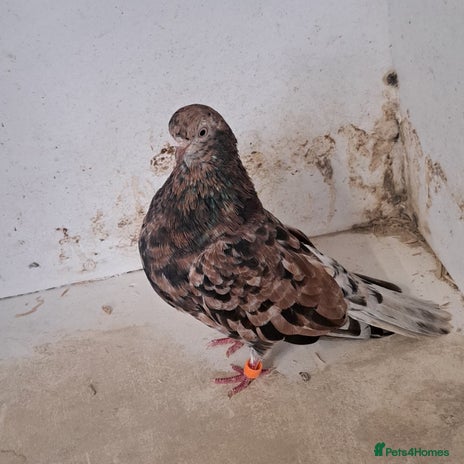 Pigeons birds 6 pairs of Almond tumblers for sale - Advert 1