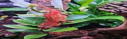 Gecko reptiles for sale: Gargoyle gecko  - Advert 1