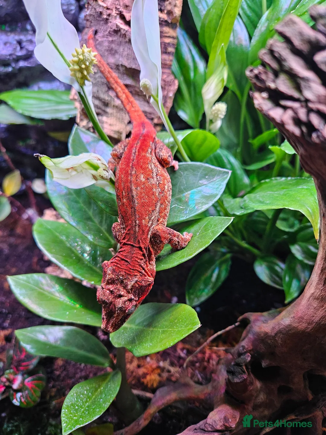 Gecko reptiles for sale: Gargoyle gecko  - Advert 1