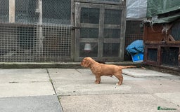 Cocker Spaniel dogs for sale: Heath tested working cocker pups  - Image 8