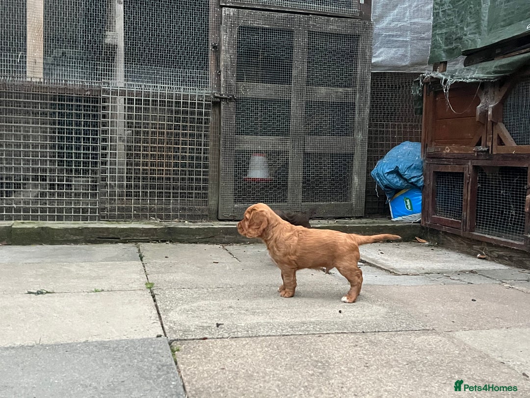 Cocker Spaniel dogs for sale: Heath tested working cocker pups  - Image 8