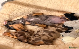 Miniature Dachshund dogs for sale: OUTSTANDING TRUE TO TYPE SMOOTH MINI DACHSHUNDS  - Image 5