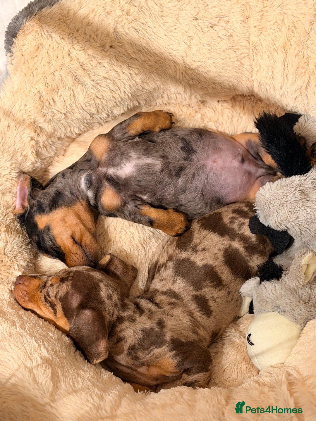 Miniature Dachshund dogs for sale: OUTSTANDING TRUE TO TYPE SMOOTH MINI DACHSHUNDS  - Image 5