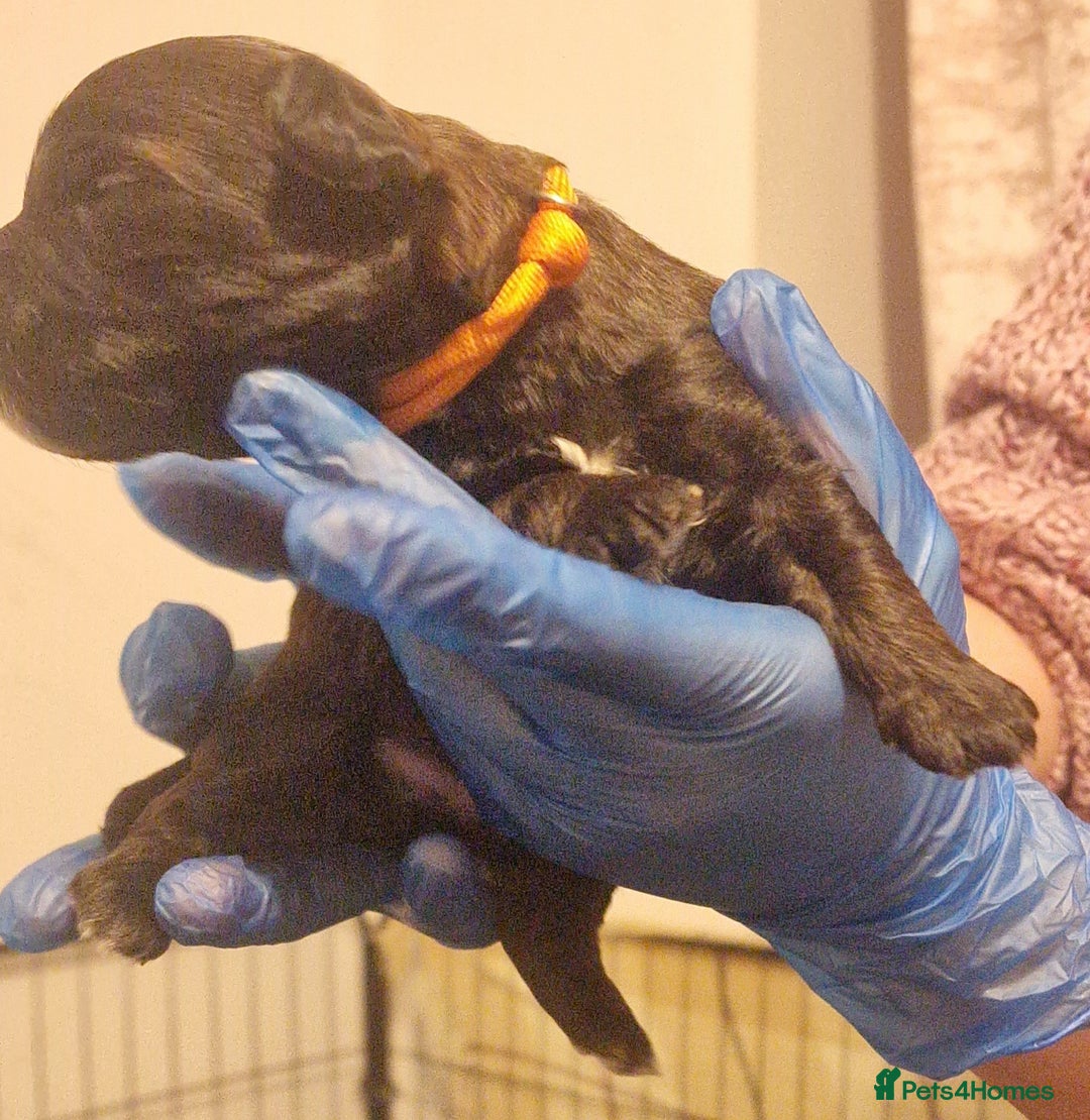 Mixed Breed dogs for sale: Floodle  - Advert 9