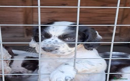 Cocker Spaniel dogs for sale: Working Cocker Spaniel Puppies  - Image 17