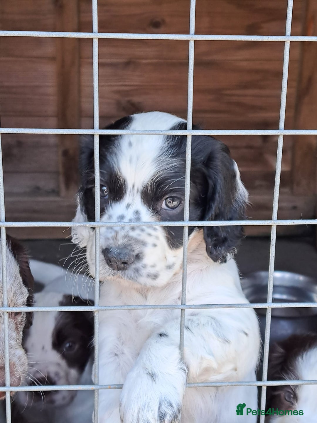 Cocker Spaniel dogs for sale: Working Cocker Spaniel Puppies  - Image 17