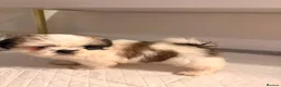 Shih Tzu dogs for sale: Shih Tzu puppies ready for there forever Home in Godalming - Advert 11