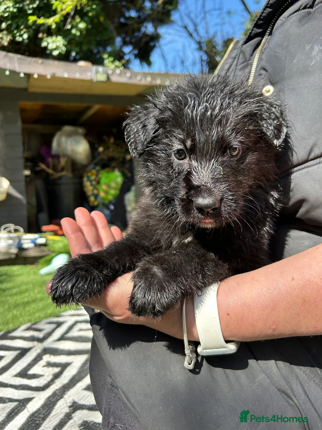 Sheprador dogs for sale: Labrador x German shepherd  in Penarth - Advert 8