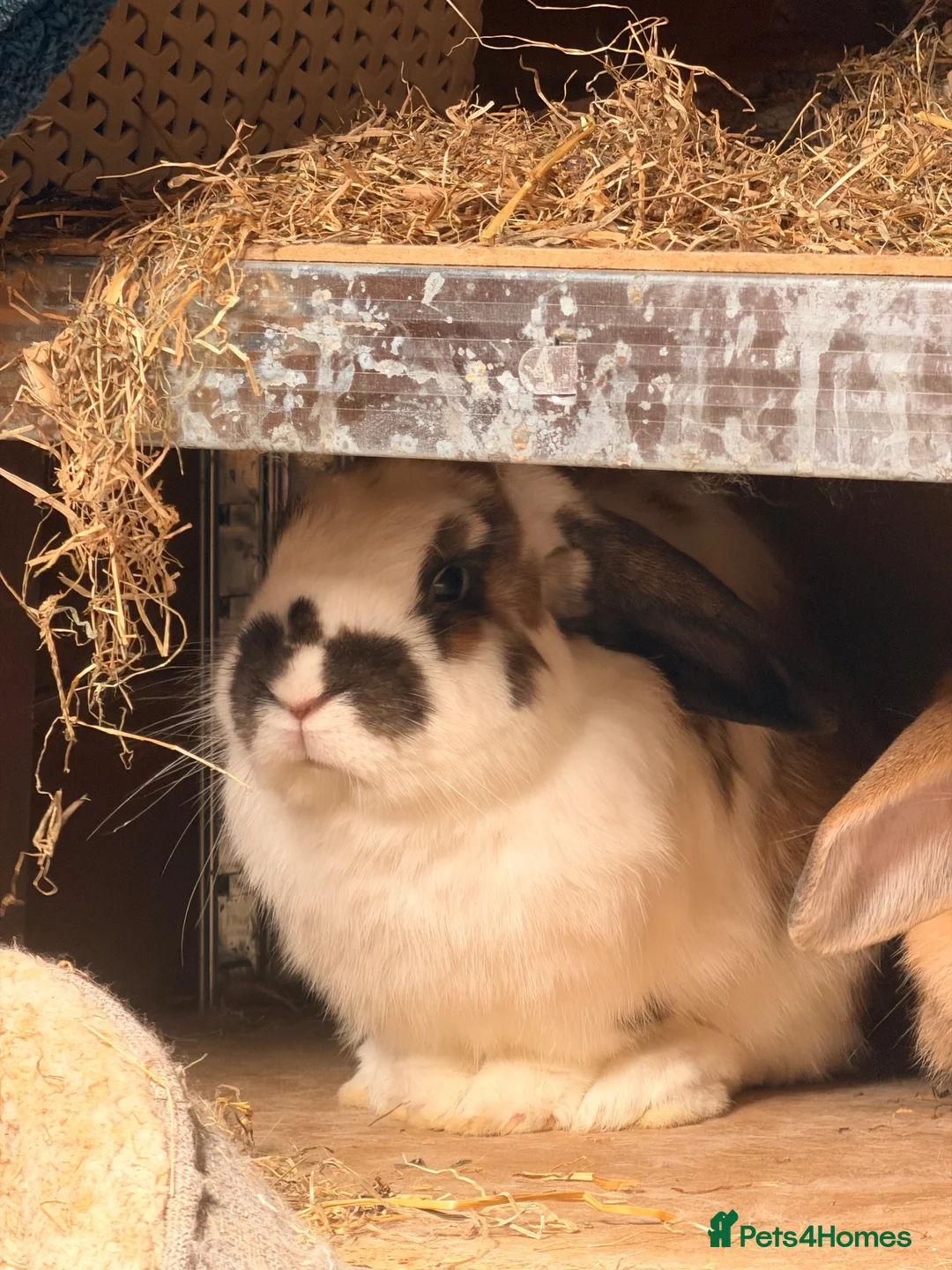 Mixed Breed rabbits for sale: 2 male bonded pair rabbits  - Advert 2