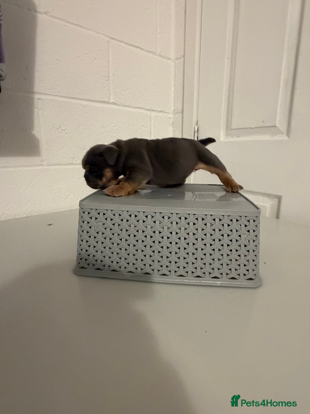 English Bulldog dogs for sale: A LITTER NOT TO BE MISSED 🔥 - Advert 20