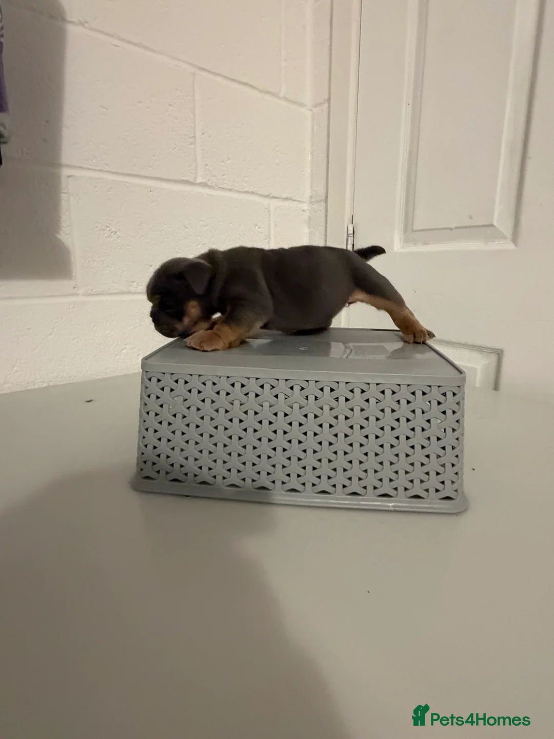 English Bulldog dogs for sale: 1 stunning female left 🔥🔥🔥 - Advert 20