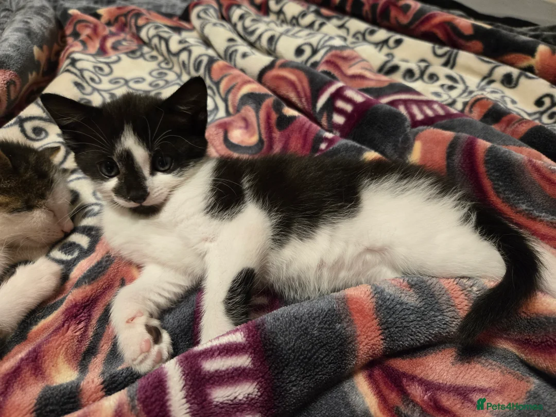 Mixed Breed cats for sale: Kittens Looking for Loving Homes  - Advert 8