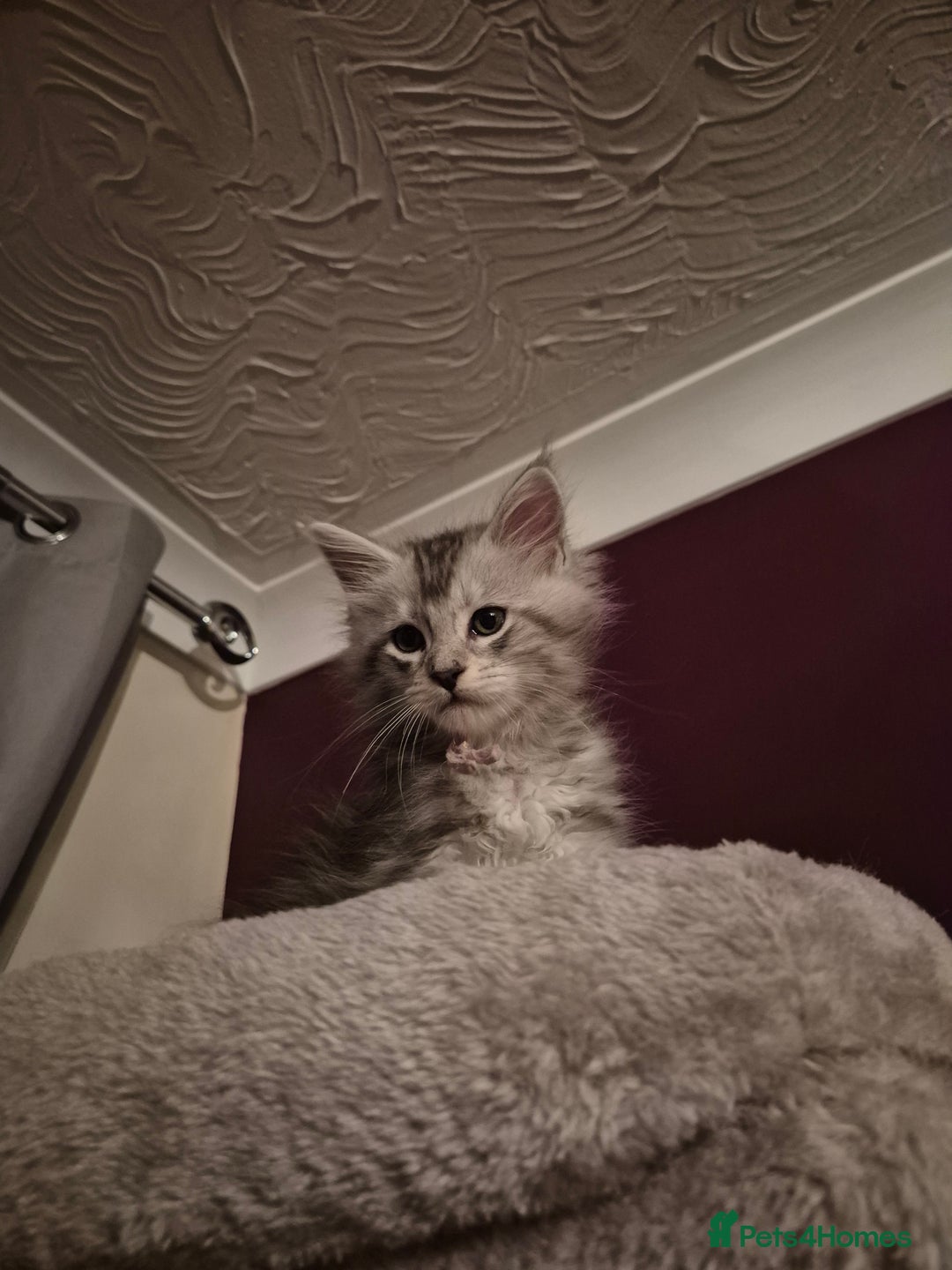 Maine Coon cats for sale: Maine Coon kittens - Advert 40