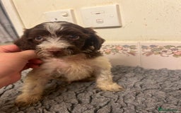 Cockapoo dogs for sale: Beautiful Chocolate and Merle F1 babies - Image 8
