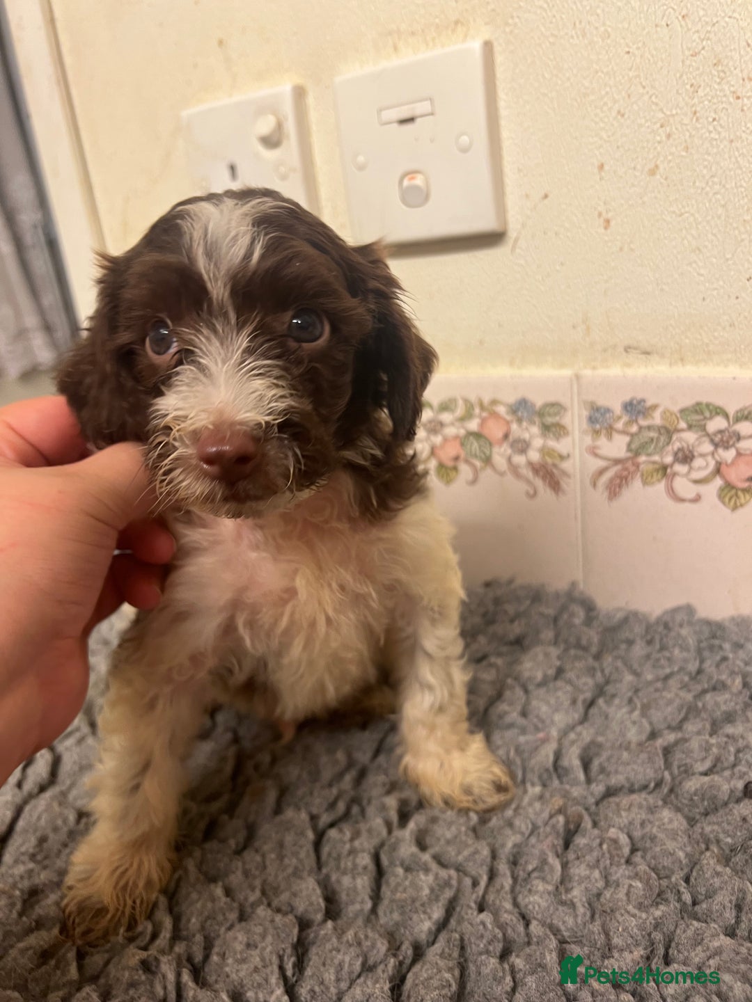 Cockapoo dogs for sale: Beautiful Chocolate and Merle F1 babies - Image 8