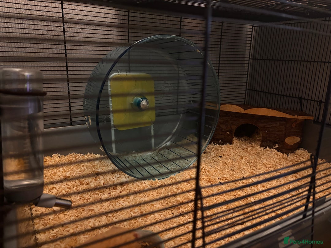 Hamster rodents for sale: Syrian Hamster (Draco) for rehome - Advert 5