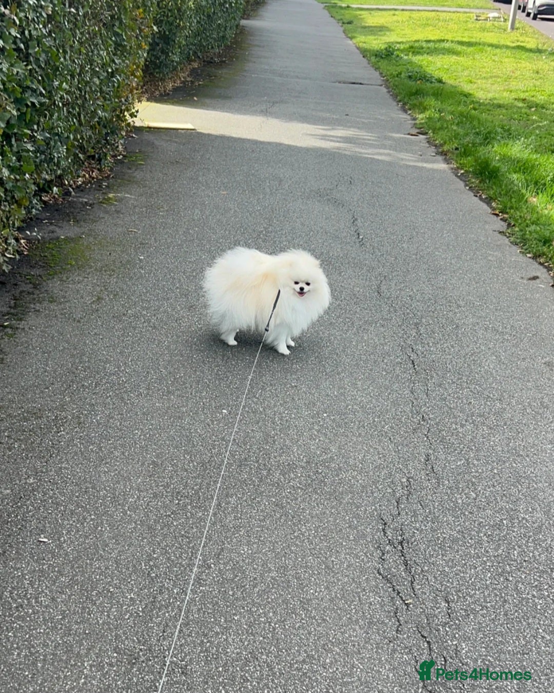 Pomeranian dogs 2,5 kg Teddy Bear face pomeranian  - Advert 20