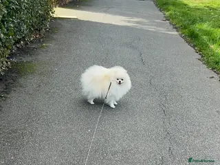 Pomeranian dogs 2,5 kg Teddy Bear face pomeranian - Advert 20