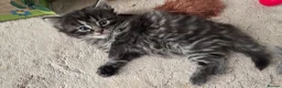 Mixed Breed cats for sale: Kittens-Fluffy Tabby Kittens for Sale - Advert 8