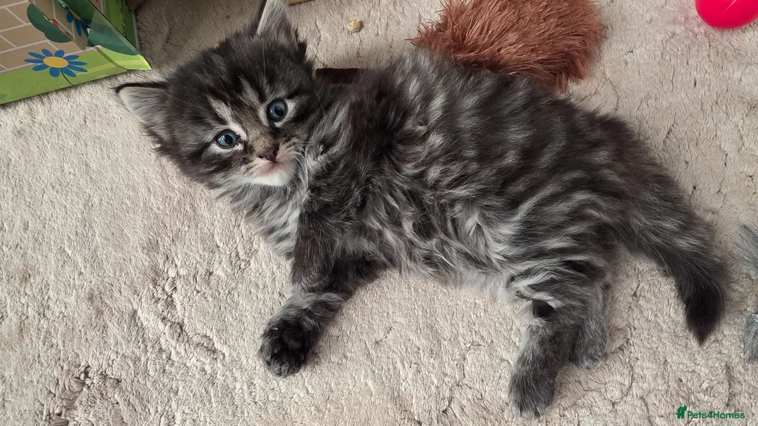 Mixed Breed cats for sale: Kittens-Fluffy Tabby Kittens for Sale - Advert 8