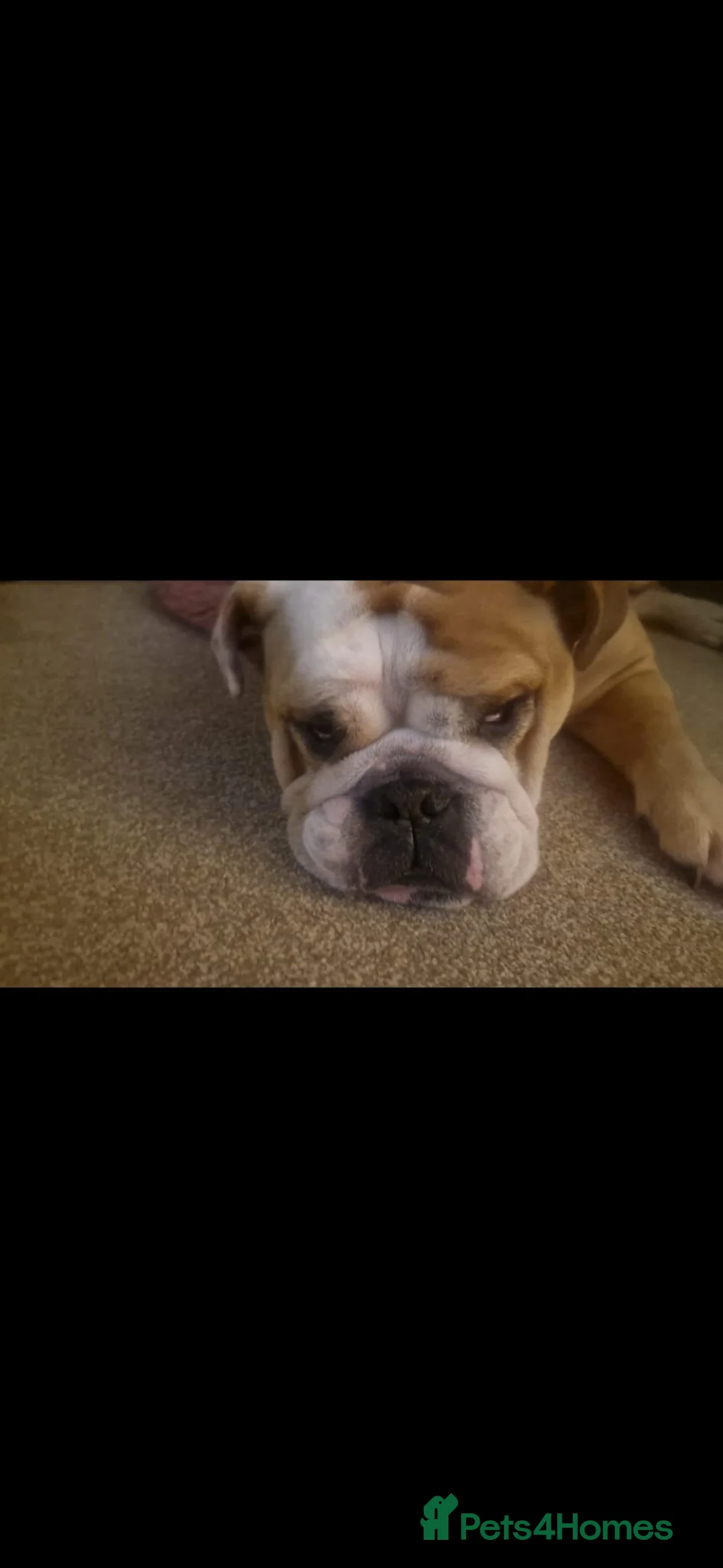 English Bulldog dogs for sale: Meet River our gorgeous 5 year old British Bulldog - Advert 13