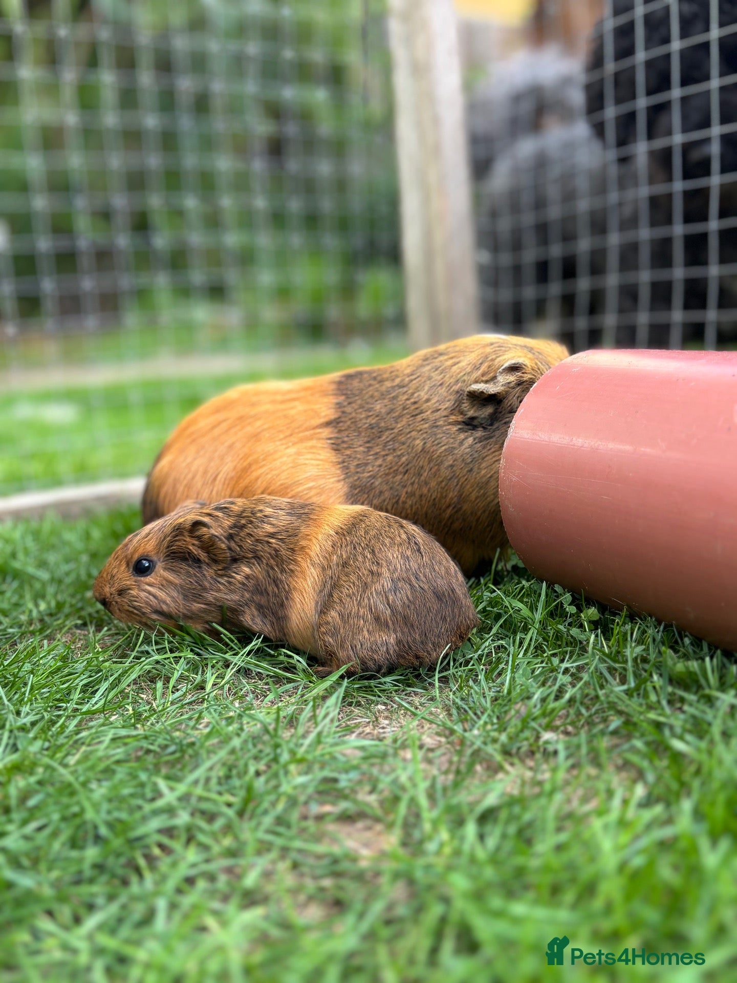 Guinea Pig rodents 3 bonded boys - Advert 1