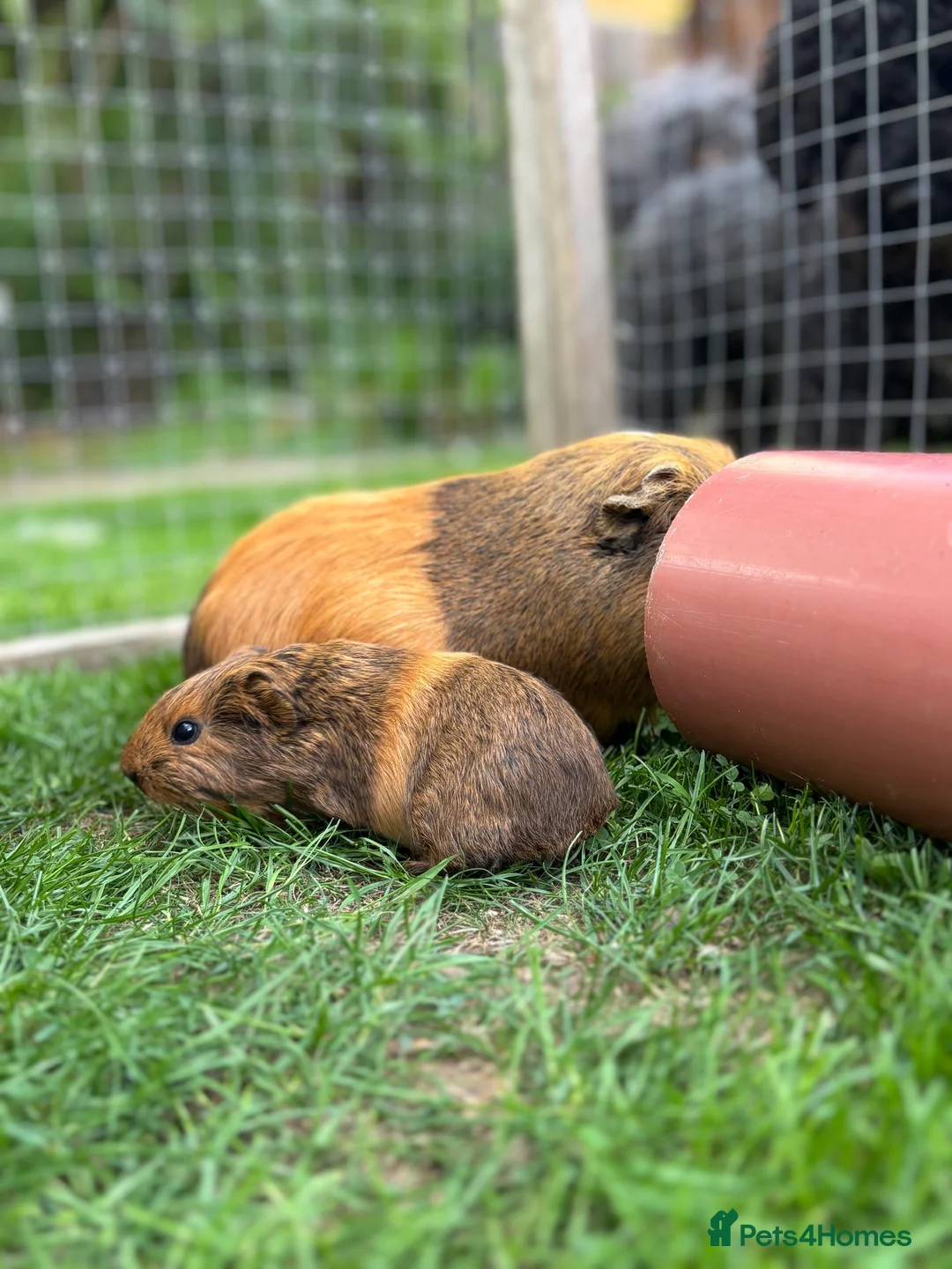 Guinea Pig rodents for sale: 3 bonded boys - Advert 1