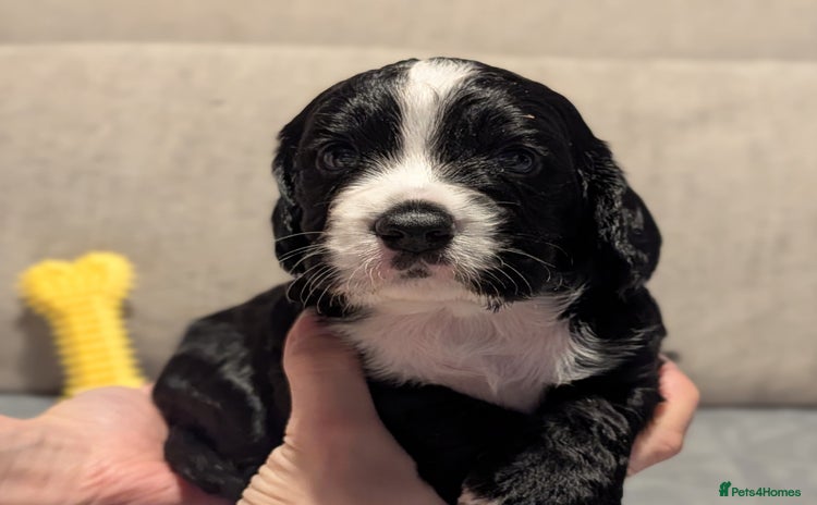Cocker Spaniel dogs - Advert 2