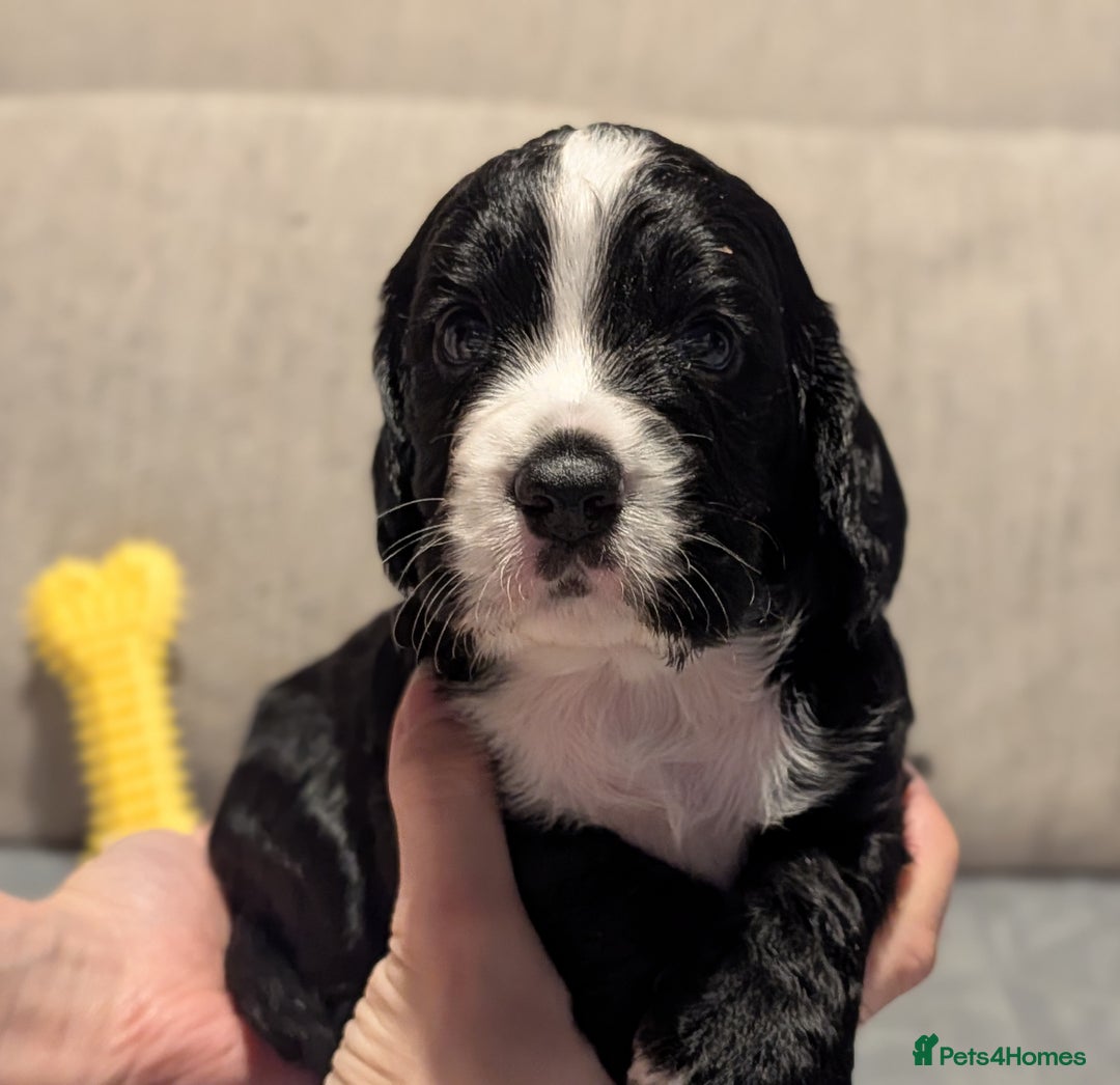 Cocker Spaniel dogs for sale: 🐾KC Reg- Working Cocker Spaniel DNA Tested 🧬 - Image 14