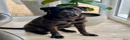 Cane Corso dogs for sale: Cane Corso Male for Sale – 9 Months , West Lothian in Livingston - Advert 9