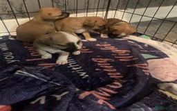 Jug dogs for sale: Beautiful litter of jack russle x jug - Image 3